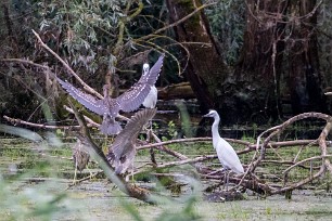 Bihoreau gris - Aigrette garzette Lac du Der