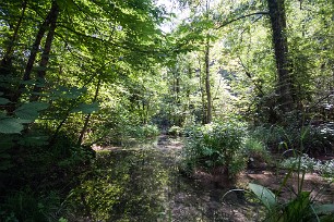 Pertes de la Valserine Jura