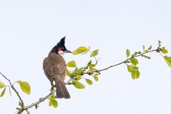 Bulbul orphée La Réunion