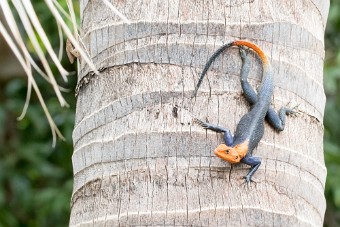 Agame des colons La Réunion