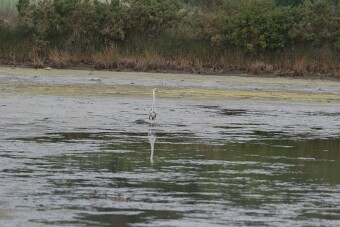 Dans le golfe du Mobihan null