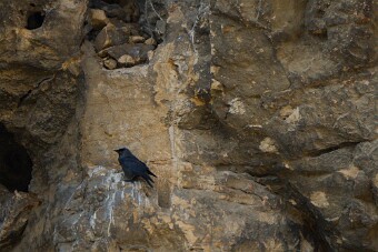 Choucas des tours null