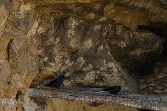 Choucas des tours null