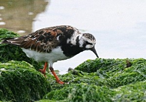 Bord de mer