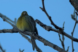 serin_cini_07 Madère